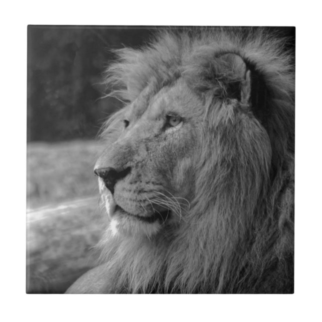 Black & White Lion - Wild Animal Tile (Front)