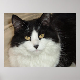 Black & White Longhaired Cat Closeup Poster