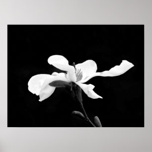 Black & White Magnolia Bloom Poster
