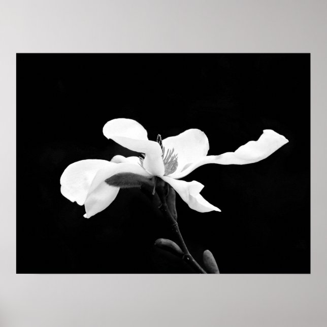 Black & White Magnolia Bloom Poster (Front)