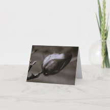 Black & White Magnolia Bud Minimalist Fine Art Not