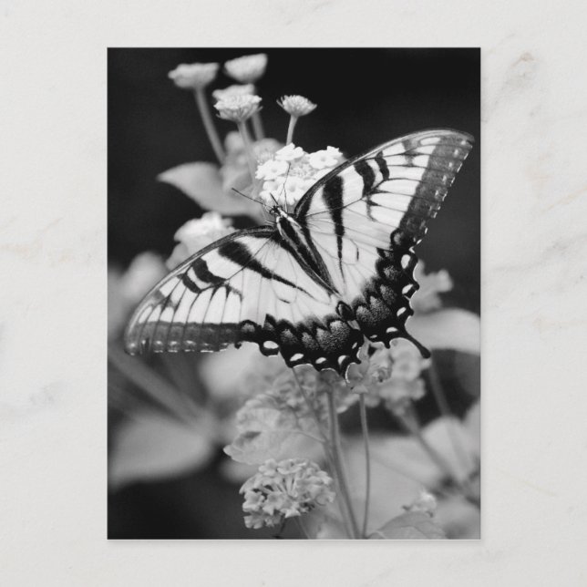 Black & White Monarch Butterfly  Post Card (Front)