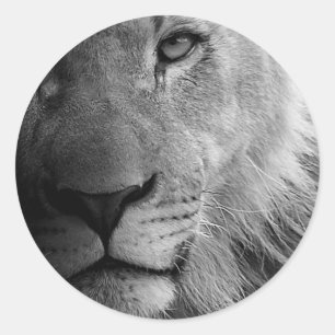 Black White Motivational Leadership Lion Portrait Classic Round Sticker