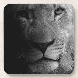 Black White Motivational Leadership Lion Portrait Coaster