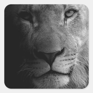 Black White Motivational Leadership Lion Portrait Square Sticker