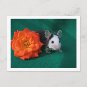 Black White Mouse and Orange tea rose Postcard
