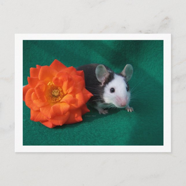 Black White Mouse and Orange tea rose Postcard (Front)