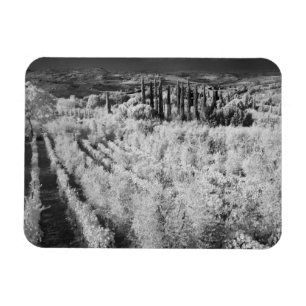 Black & White of vineyards, Montepulciano, Italy Magnet