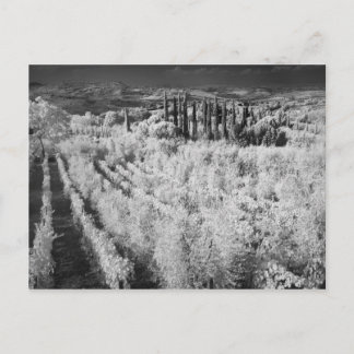 Black & White of vineyards, Montepulciano, Italy Postcard