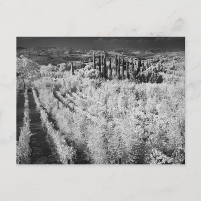 Black & White of vineyards, Montepulciano, Italy Postcard (Front)