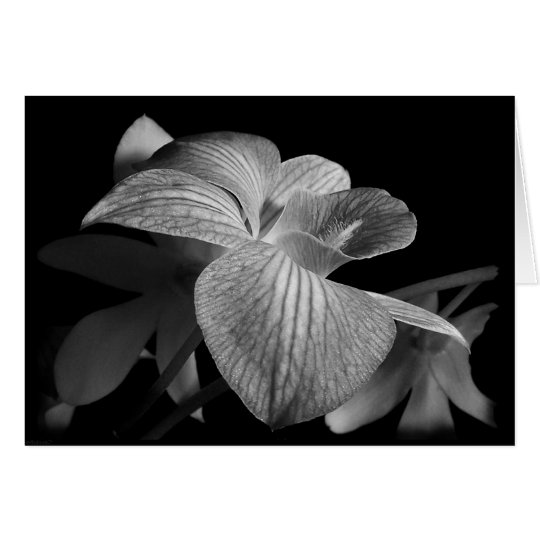 Black & White Orchid Note Card