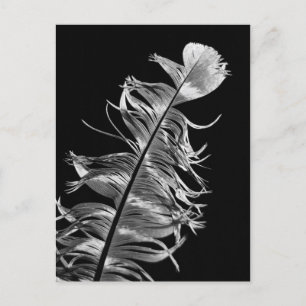 Black & White Photographic Feather Art Postcard