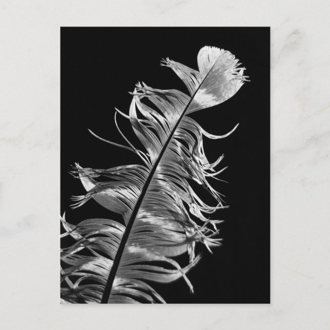 Black & White Photographic Feather Art Postcard (Front)