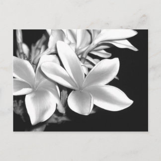 Black & White Plumeria Postcard