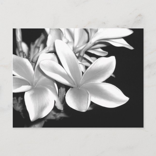 Black & White Plumeria Postcard (Front)