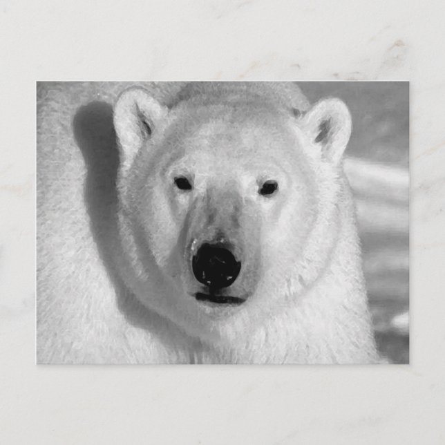 Black & White Polar Bear Postcard (Front)
