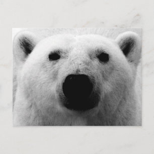 Black & White Polar Bear Postcard