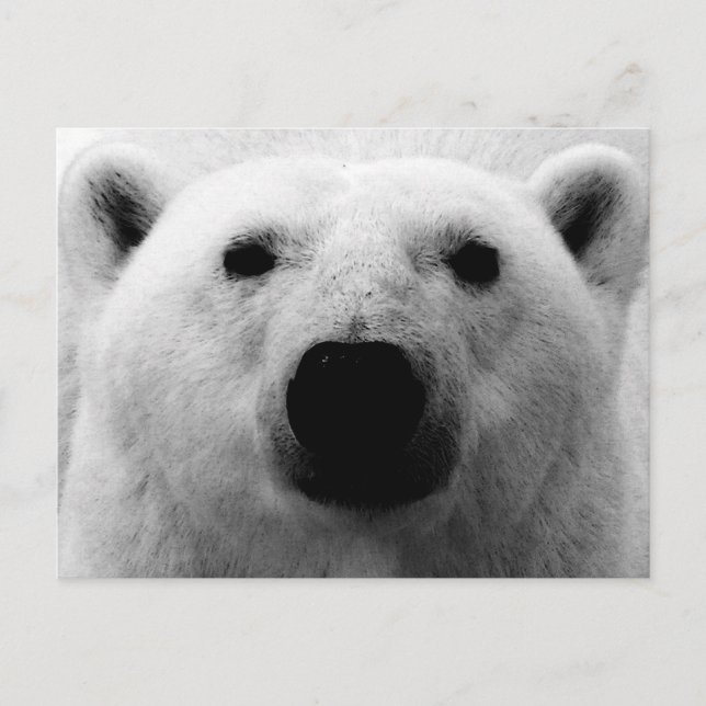 Black & White Polar Bear Postcard (Front)