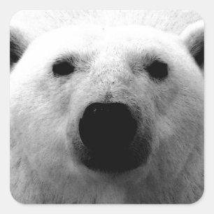 Black & White Polar Bear Square Sticker