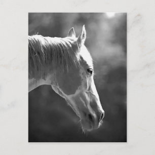 Black & White Pop Art Horse Postcard