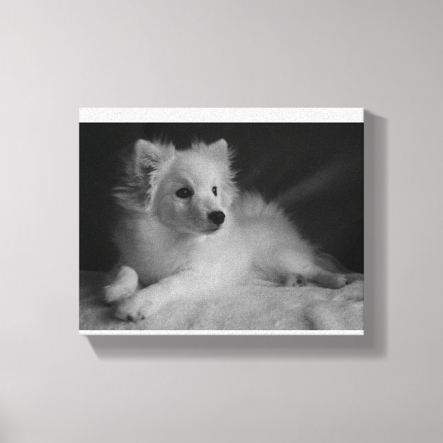 Black & White portrait Japanese Spitz Canvas Print (Front)