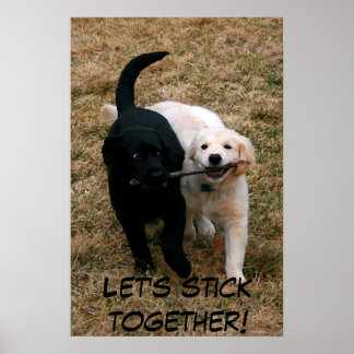 Black & white puppies poster