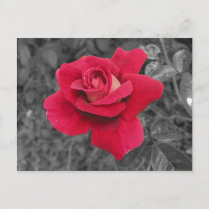 Black White Red Rose Notes Card