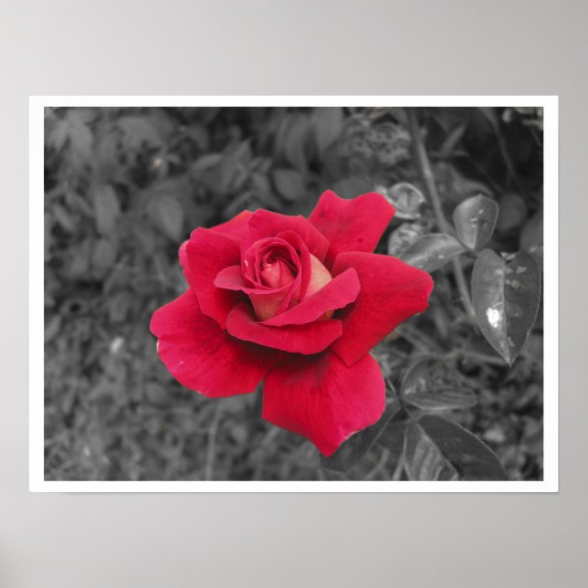 Black White Red Rose Poster (Front)