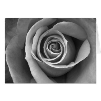 Black & White Rose