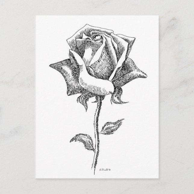Black & White Rose Postcard (Front)