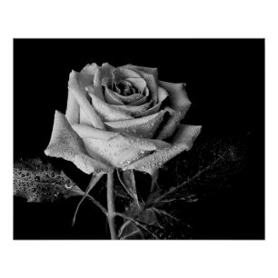 Black White Rose Poster
