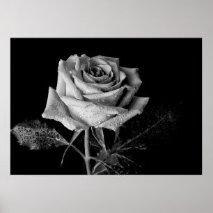 Black White Rose Poster