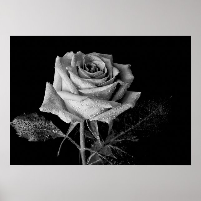 Black White Rose Poster (Front)