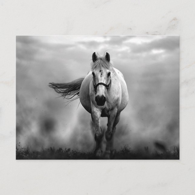 Black White Running Horse Freedom Postcard (Front)