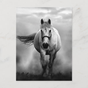 Black White Running Horse Freedom Postcard
