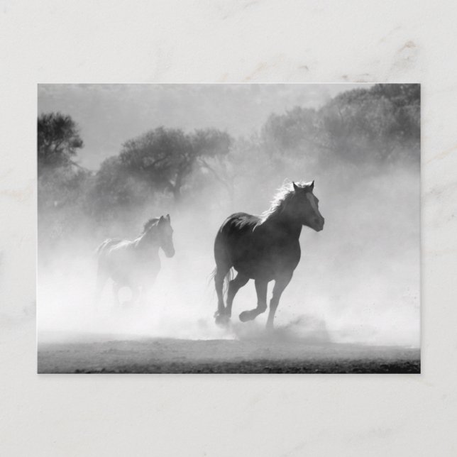 Black White Running Horses Freedom Postcard (Front)