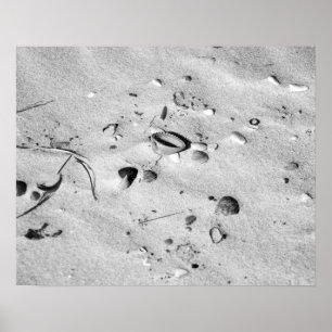 Black & White Seashells in the Sand 16x20  Poster