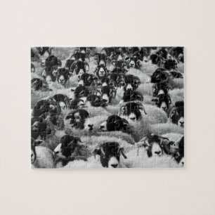 Black & White Sheep Herd Jigsaw Puzzle