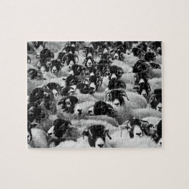 Black & White Sheep Herd Jigsaw Puzzle (Horizontal)