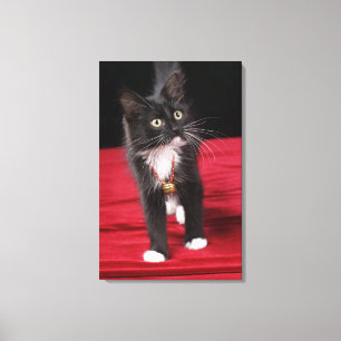 Black & white short-haired kitten, 2 1/2 months canvas print