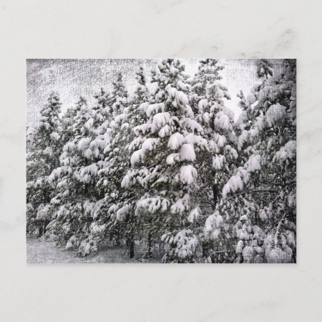 Black & White Snowscape, Conifer, CO Postcard (Front)