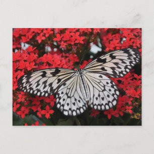 Black white spotted butterfly on lush red flowers postcard