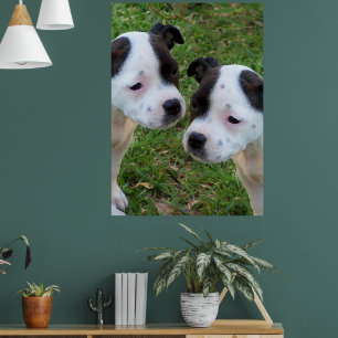 Black White Staffordshire Bull Terrier Puppies, Poster