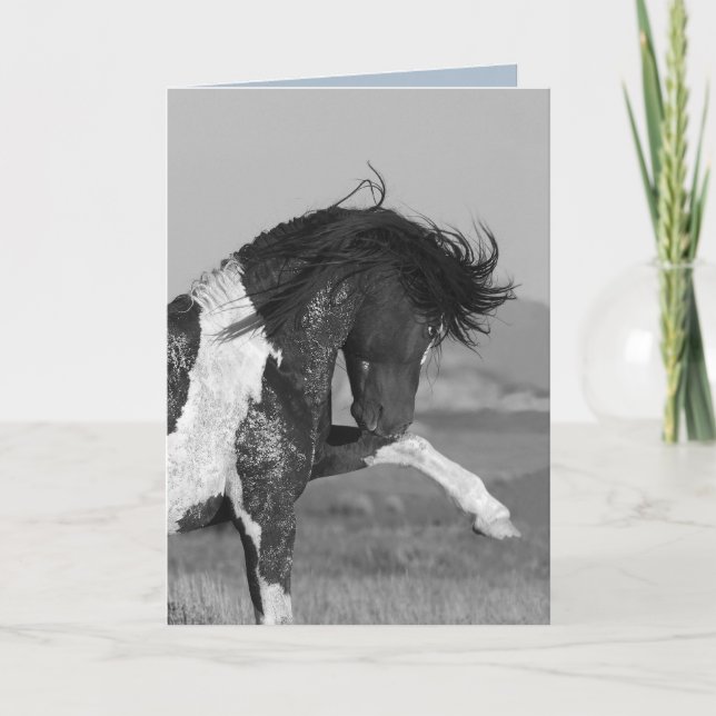 Black & White Strikes Out Wild HOrse Greeting Card (Front)