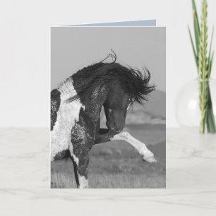 Black & White Strikes Out Wild HOrse Greeting Card