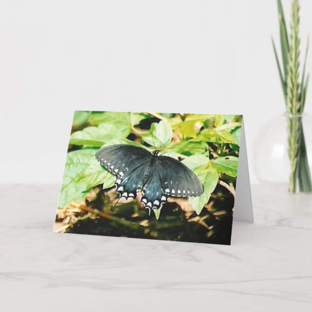 Black White Swallowtail Butterfly Greeting Cards (Front)