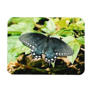 Black White Swallowtail Butterfly Photo Magnets