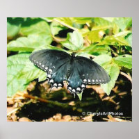 Black White Swallowtail Butterfly Photo Posters