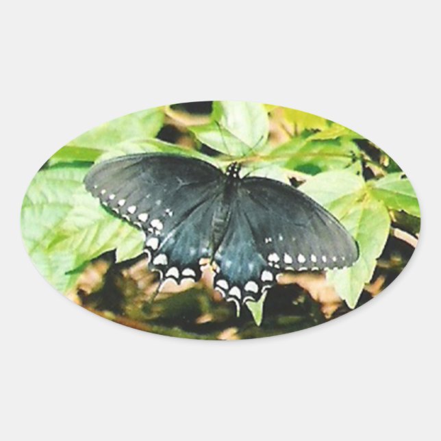Black White Swallowtail Butterfly Photo Stickers (Front)