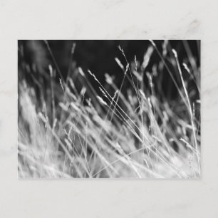 Black & White Tall Grass Postcard
